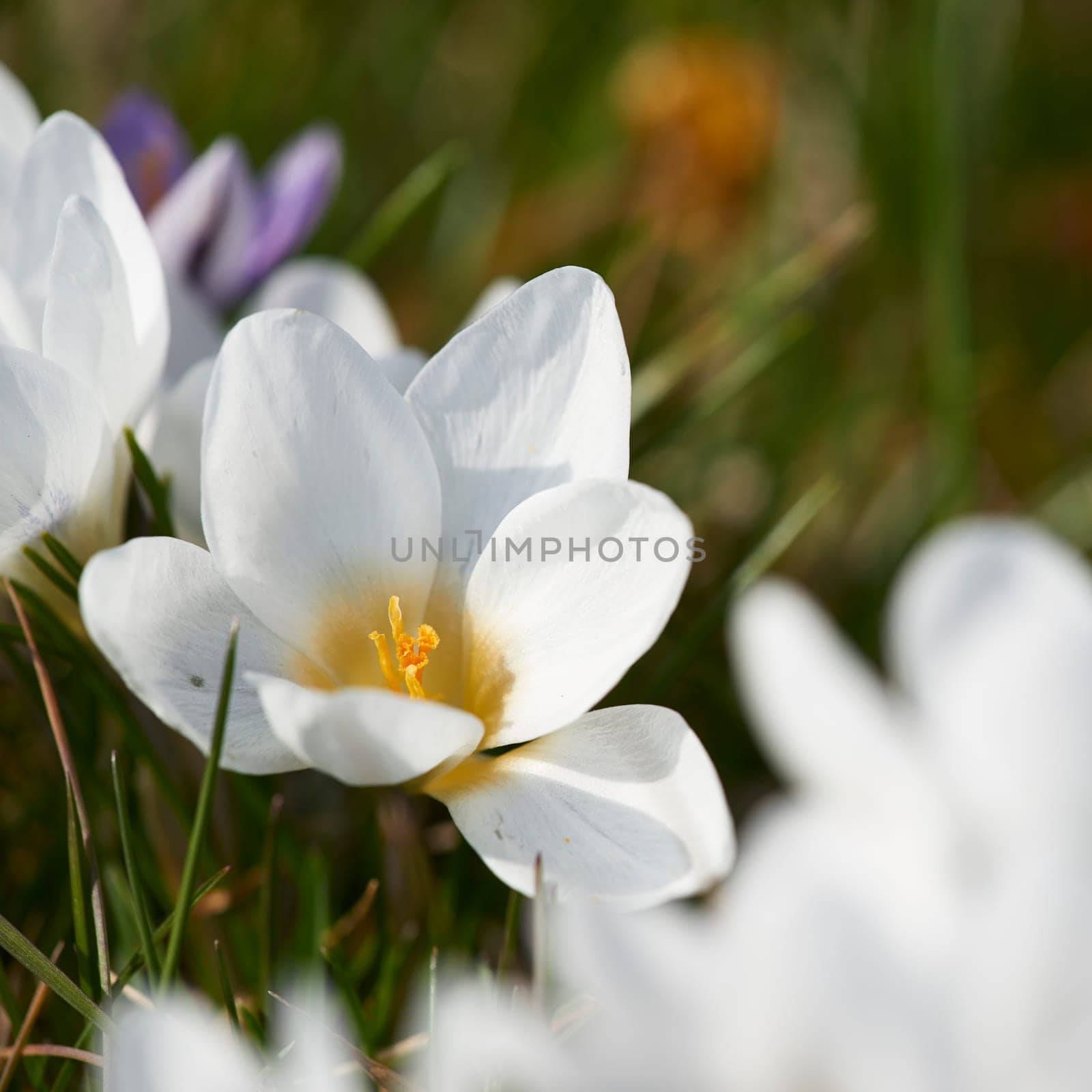 crocuses