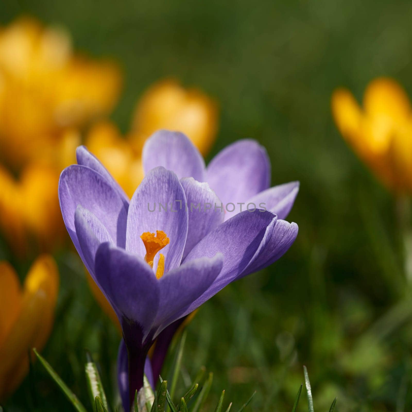 crocuses