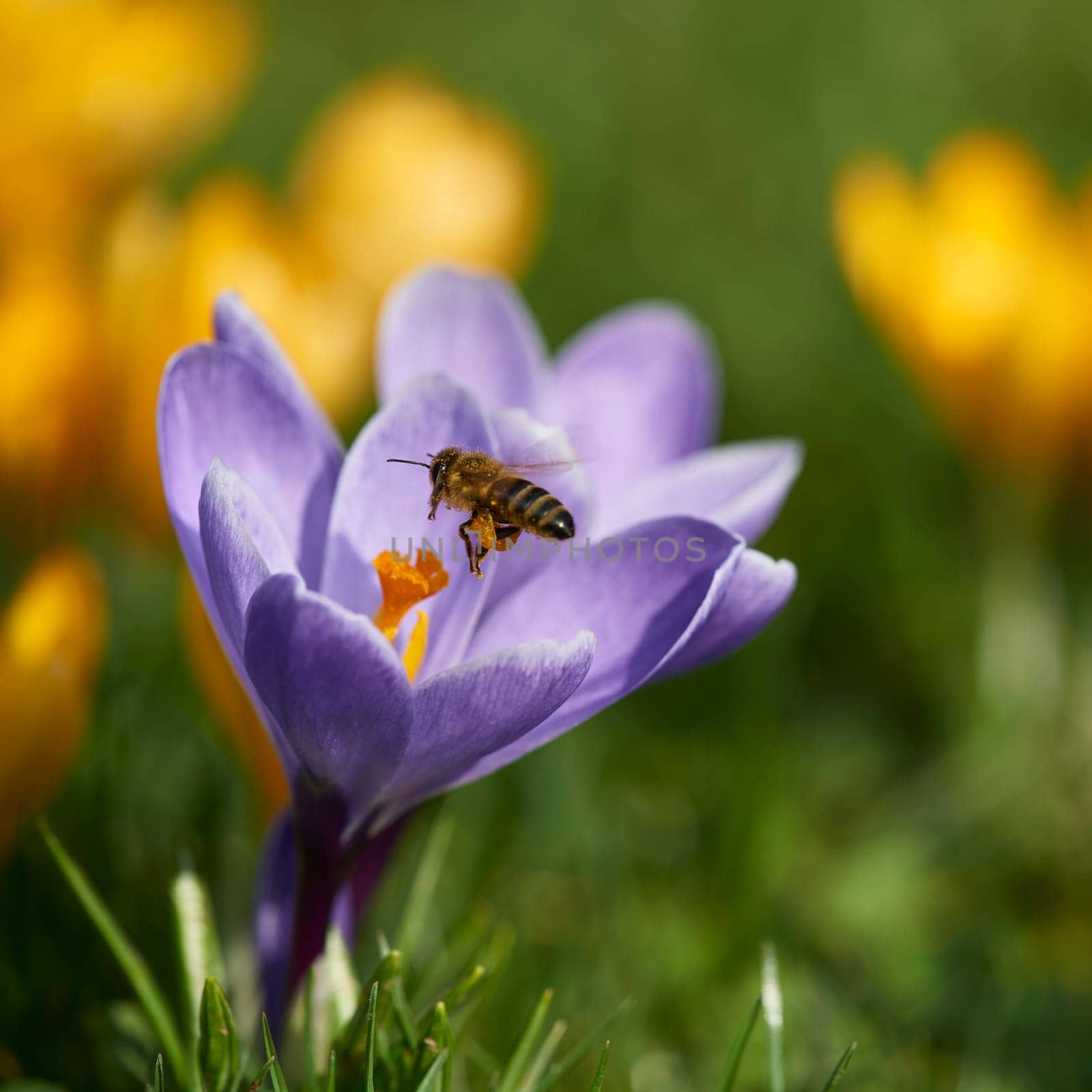 crocuses
