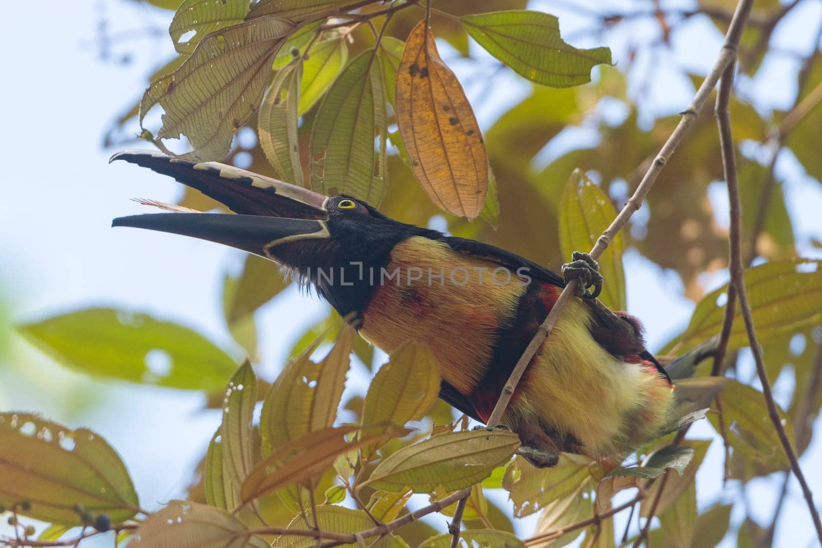 Collared Aracari in the trees in Tortuguero National Park in Costa Rica