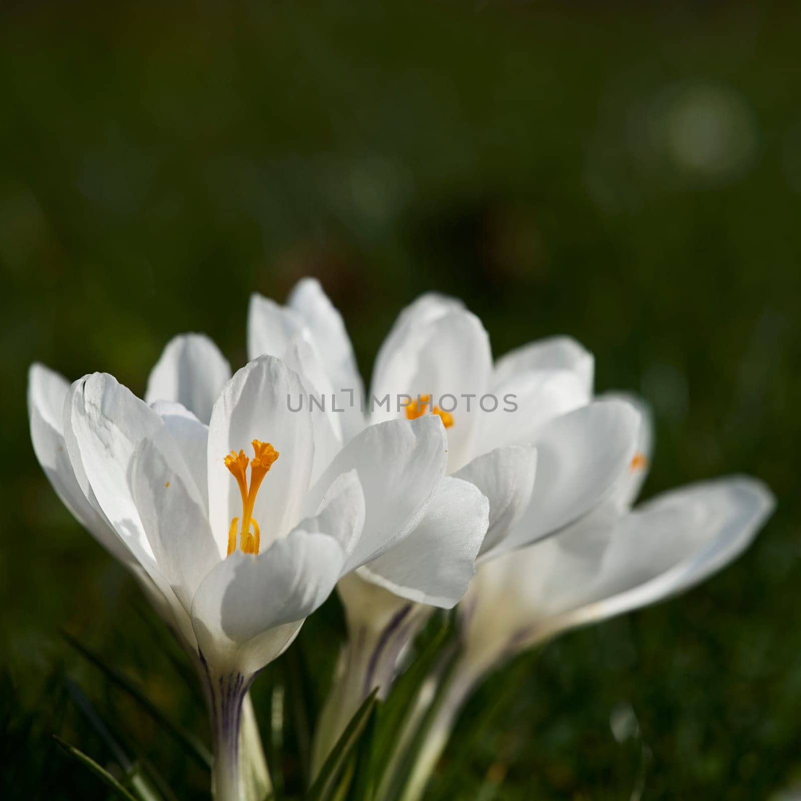 crocuses