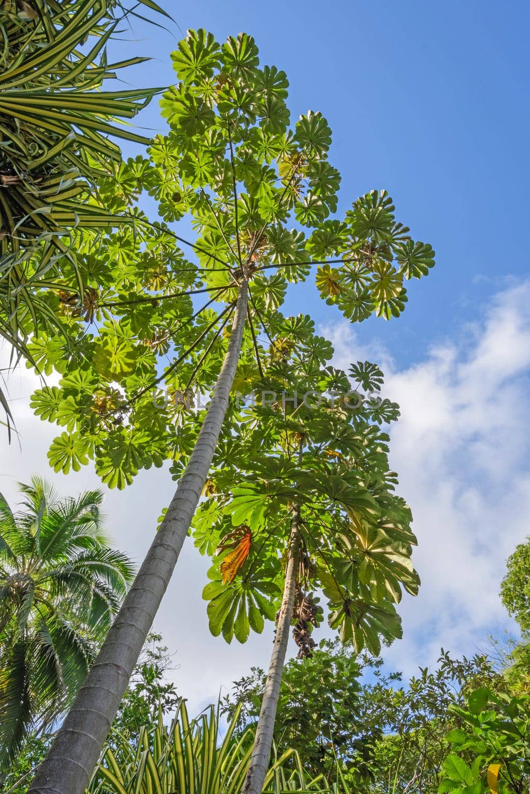 Cecropia Tree in the Forest of Tortuguero National Park in Costa Rica