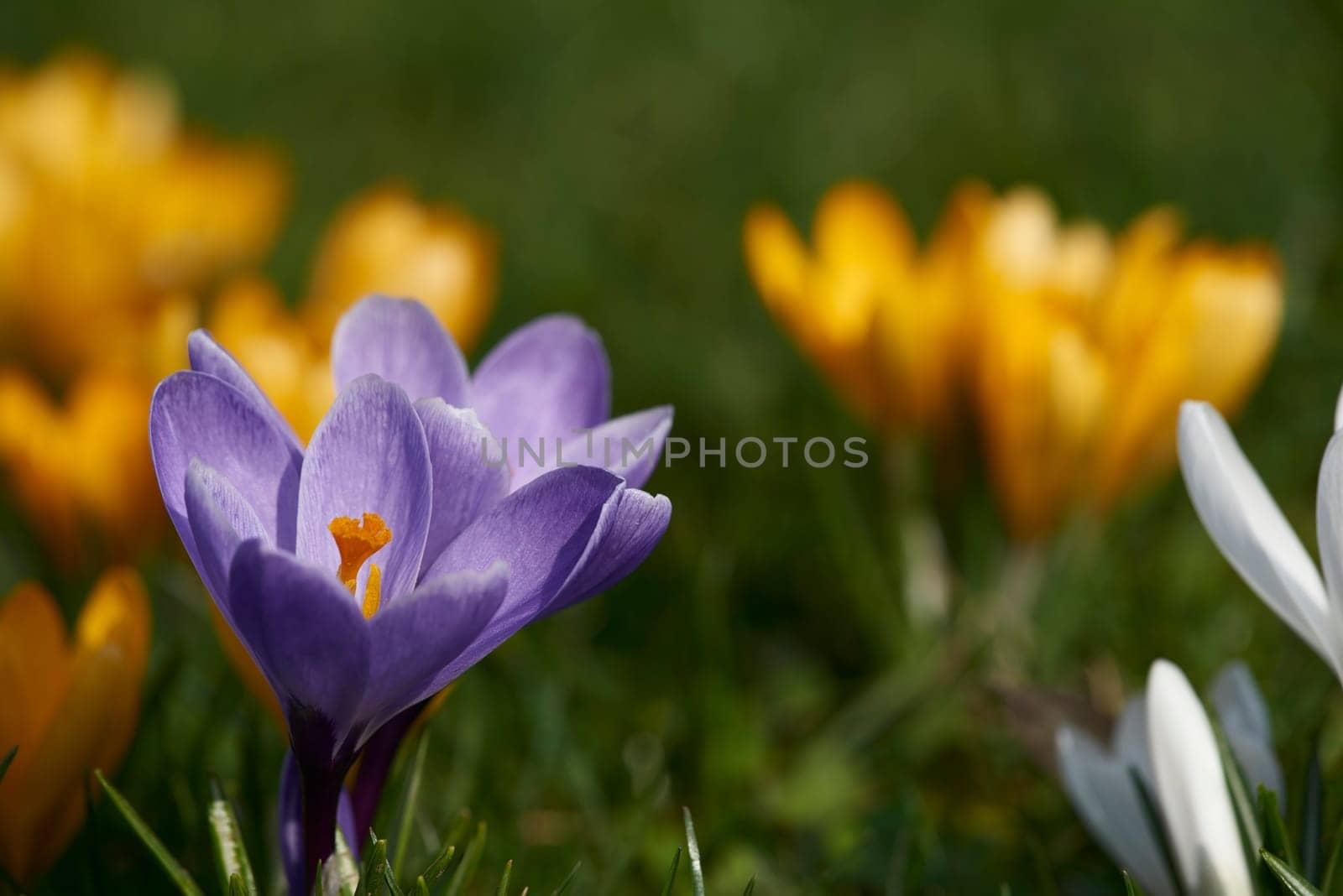 crocuses