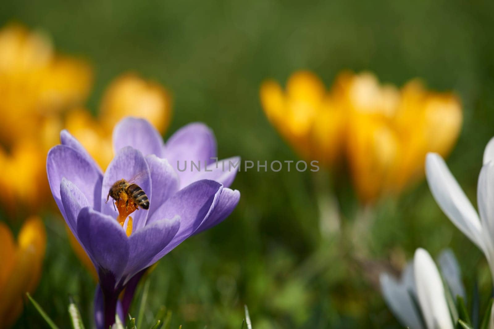 crocuses