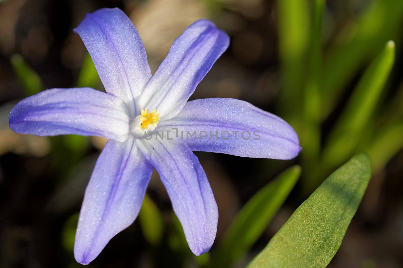 Common star hyacinth