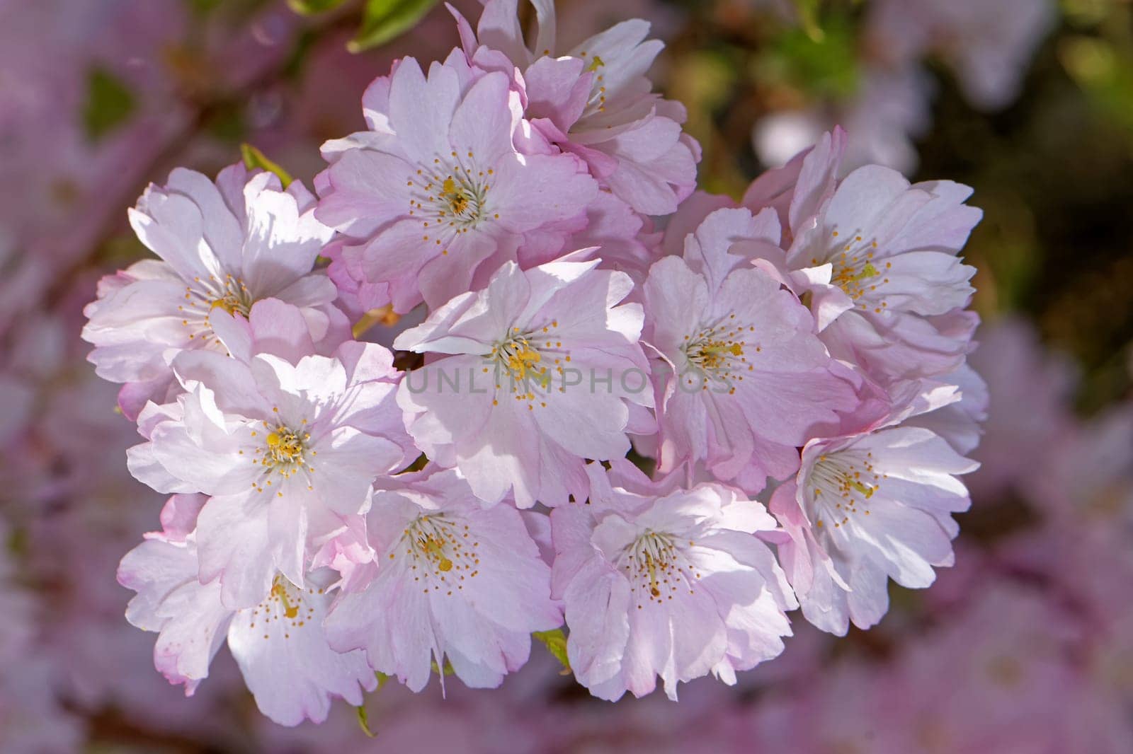 Japanese flower cherry