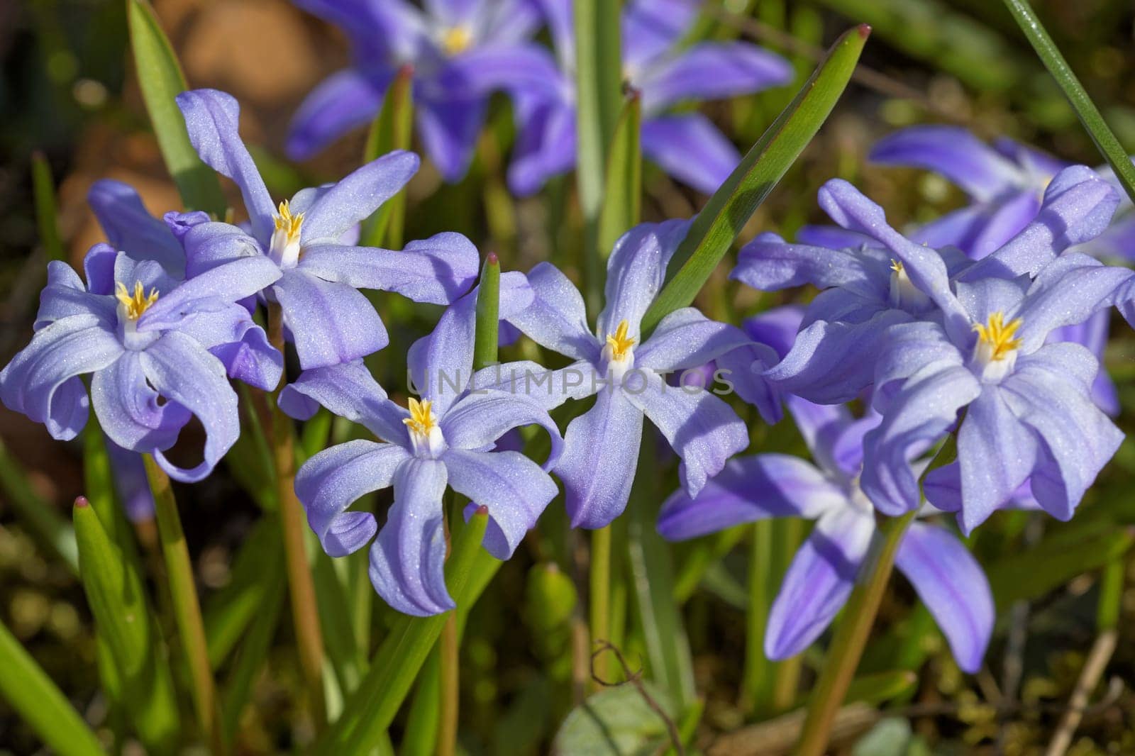 Common star hyacinth