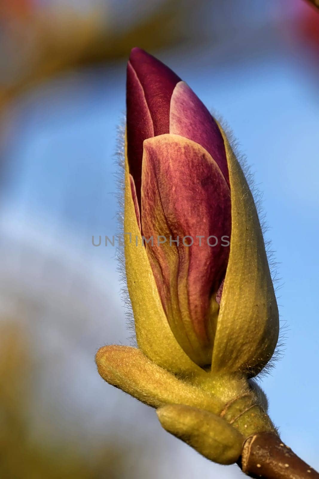 magnolia