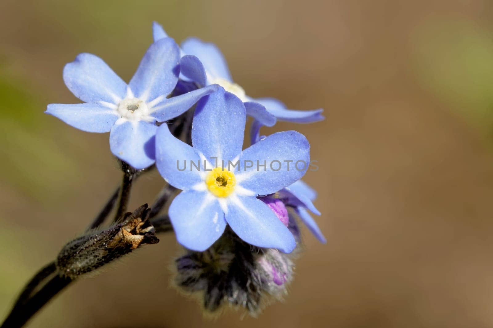 Forget-me-not