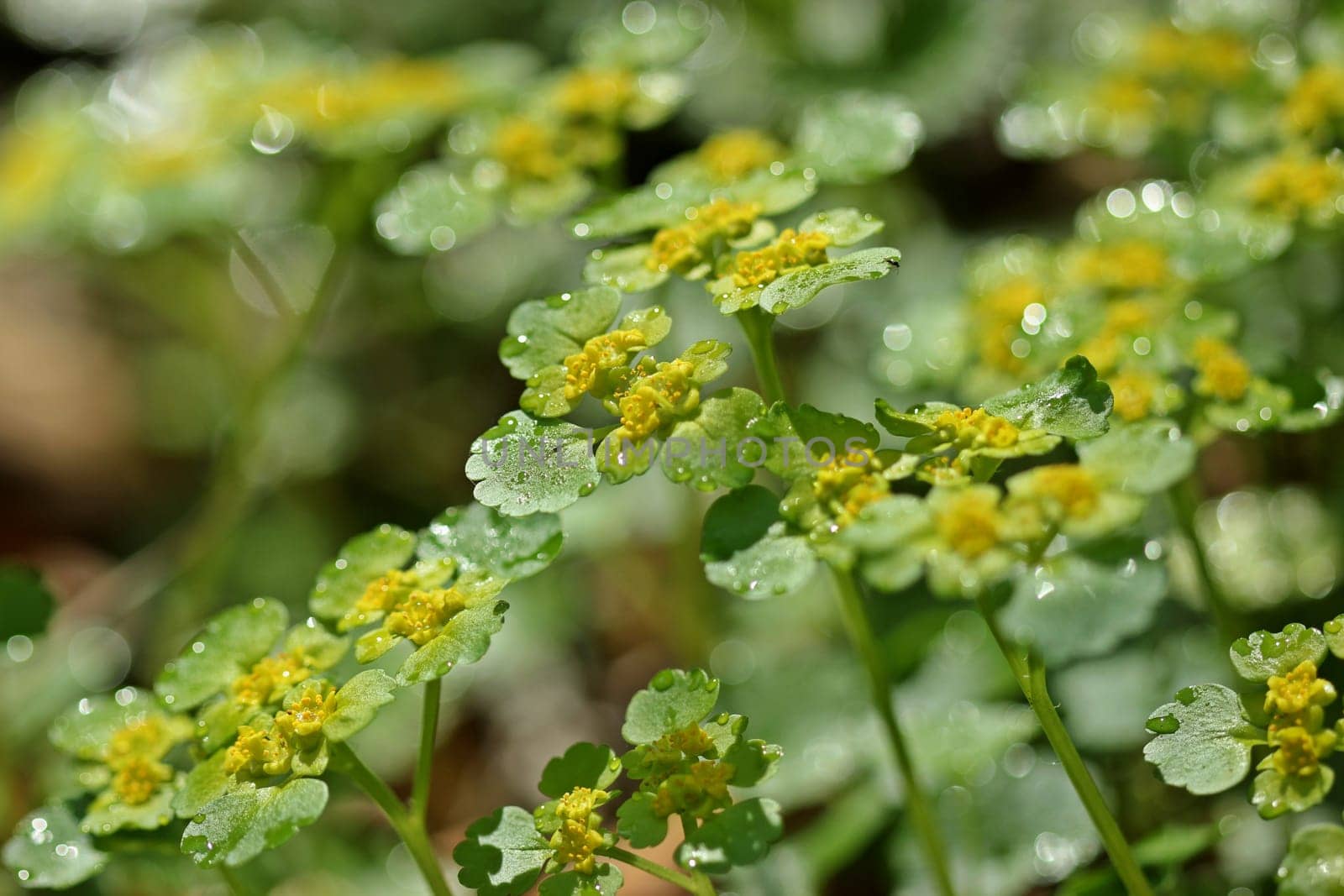 Counter-leaved spleen herb (Chrysosplenium oppositifolium) with dew drops