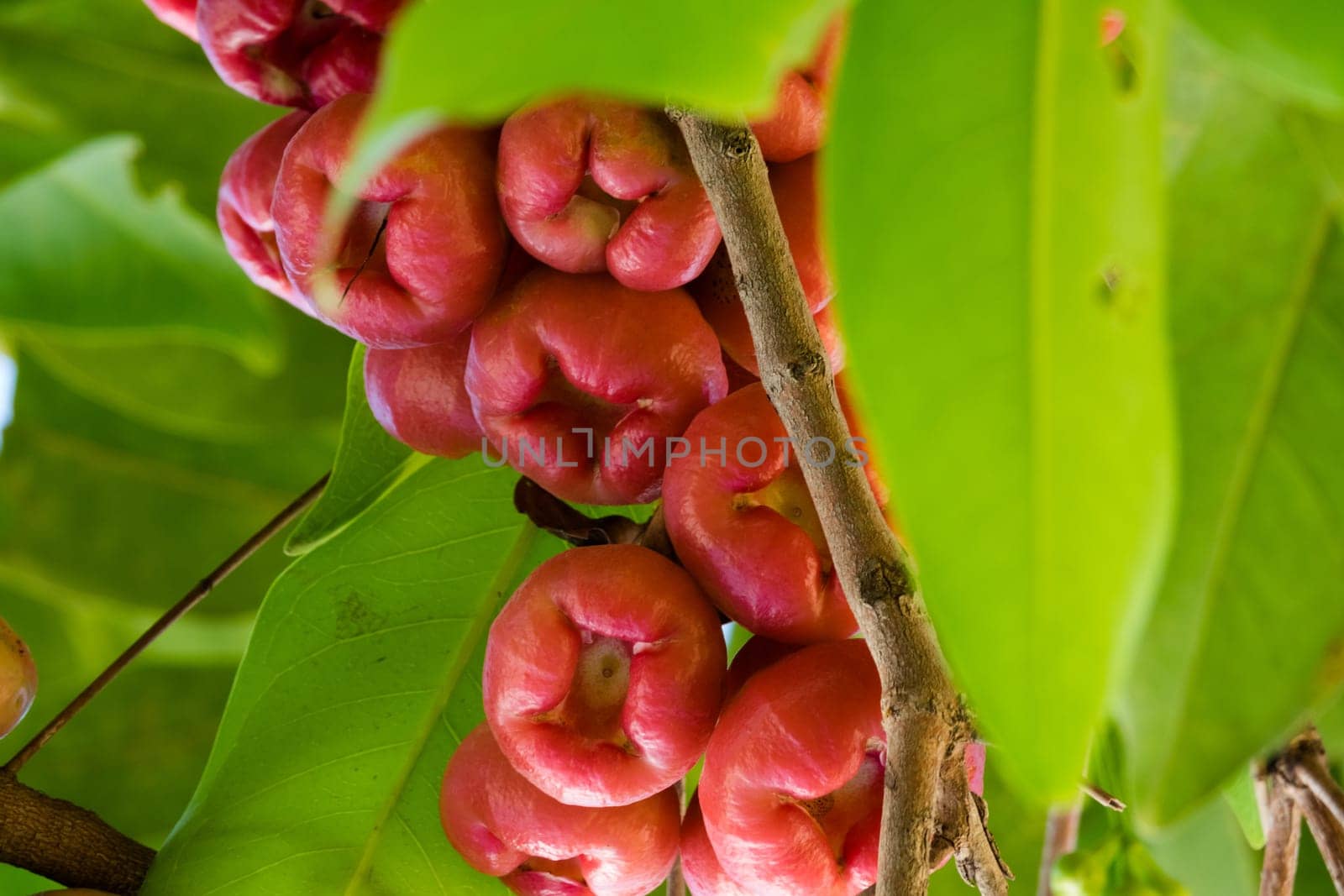 Water apple,tropical Asian fruit on a tree