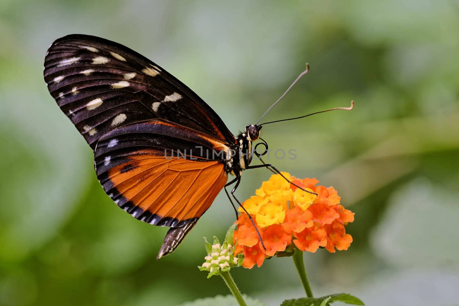 Tiger Passion Butterfly
