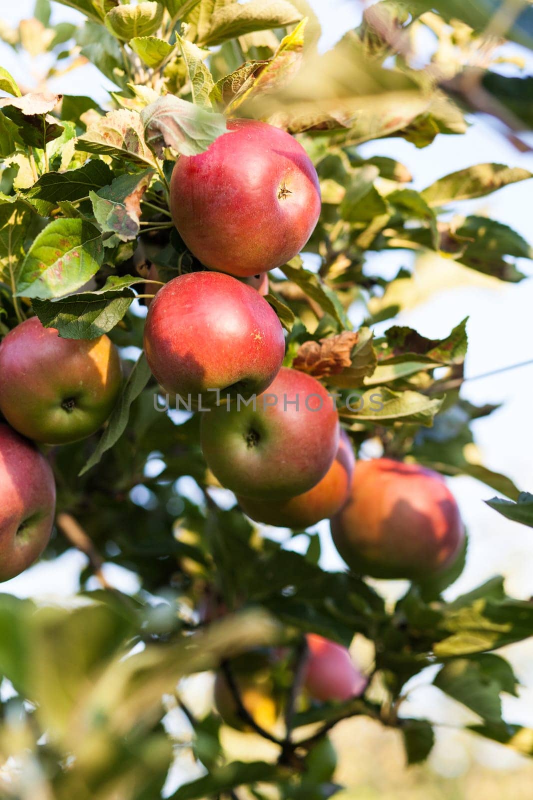 Apples in apple tree