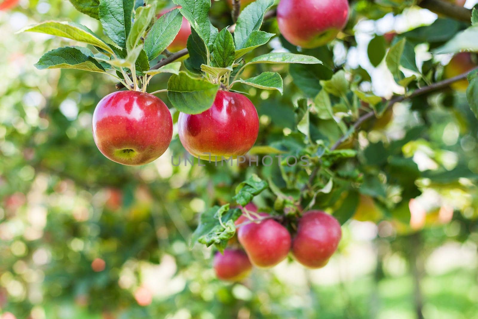 Apples in apple tree
