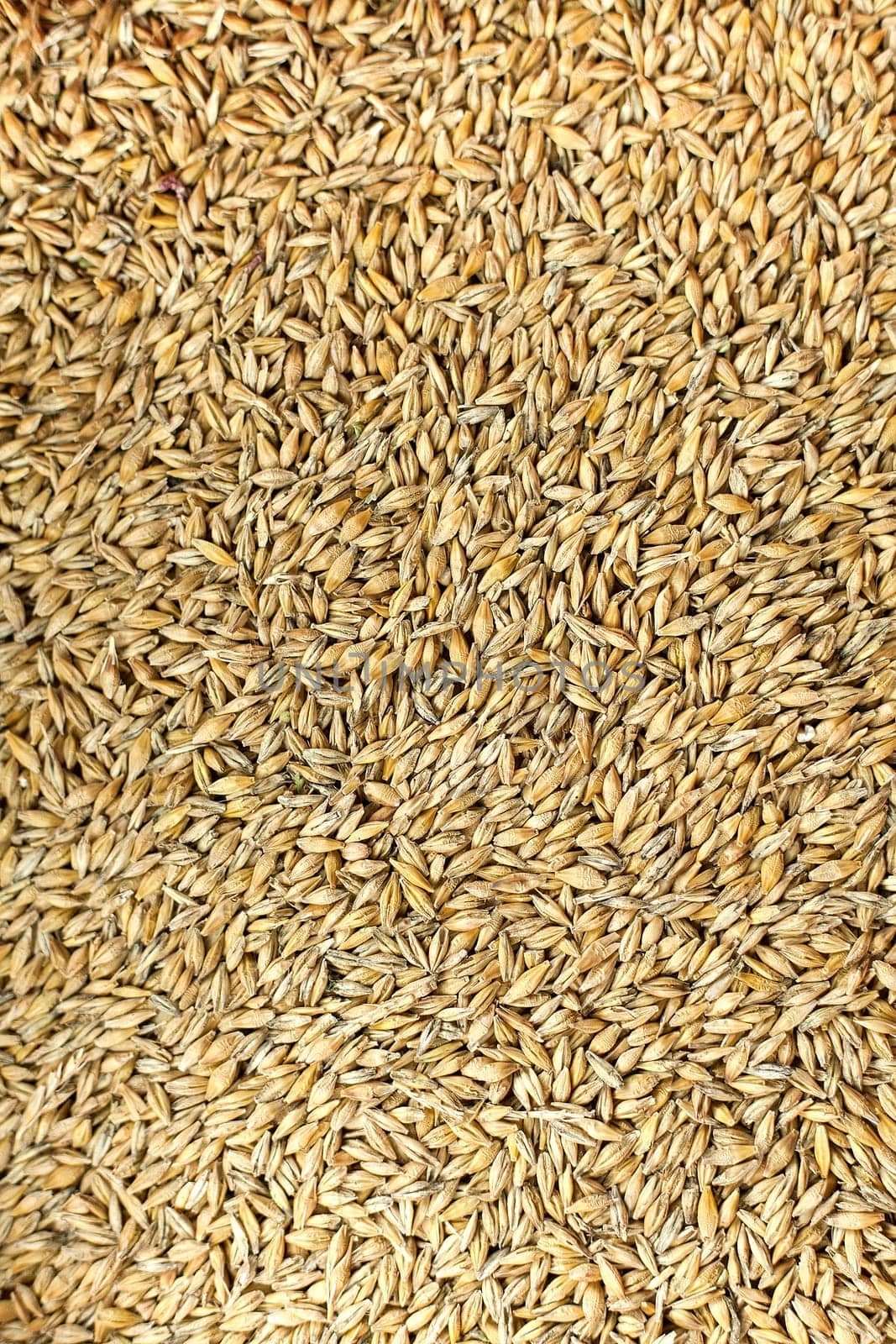 Barley background view from the top