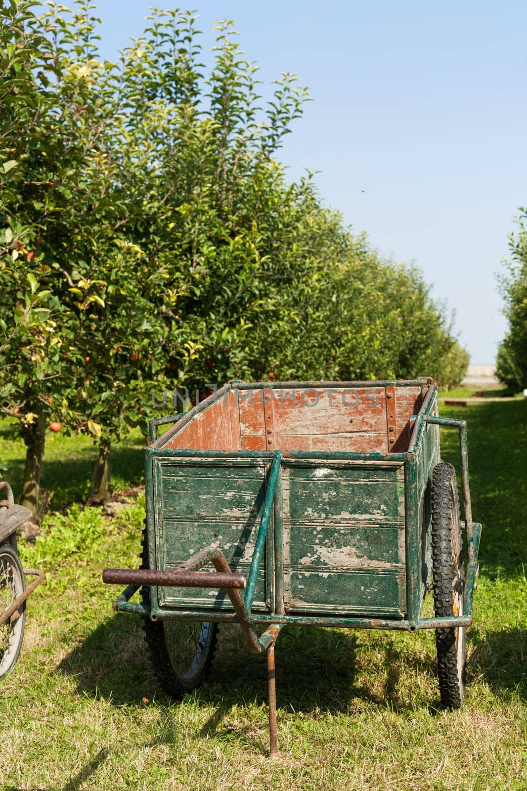 Old cart to pick the apples in an orchard