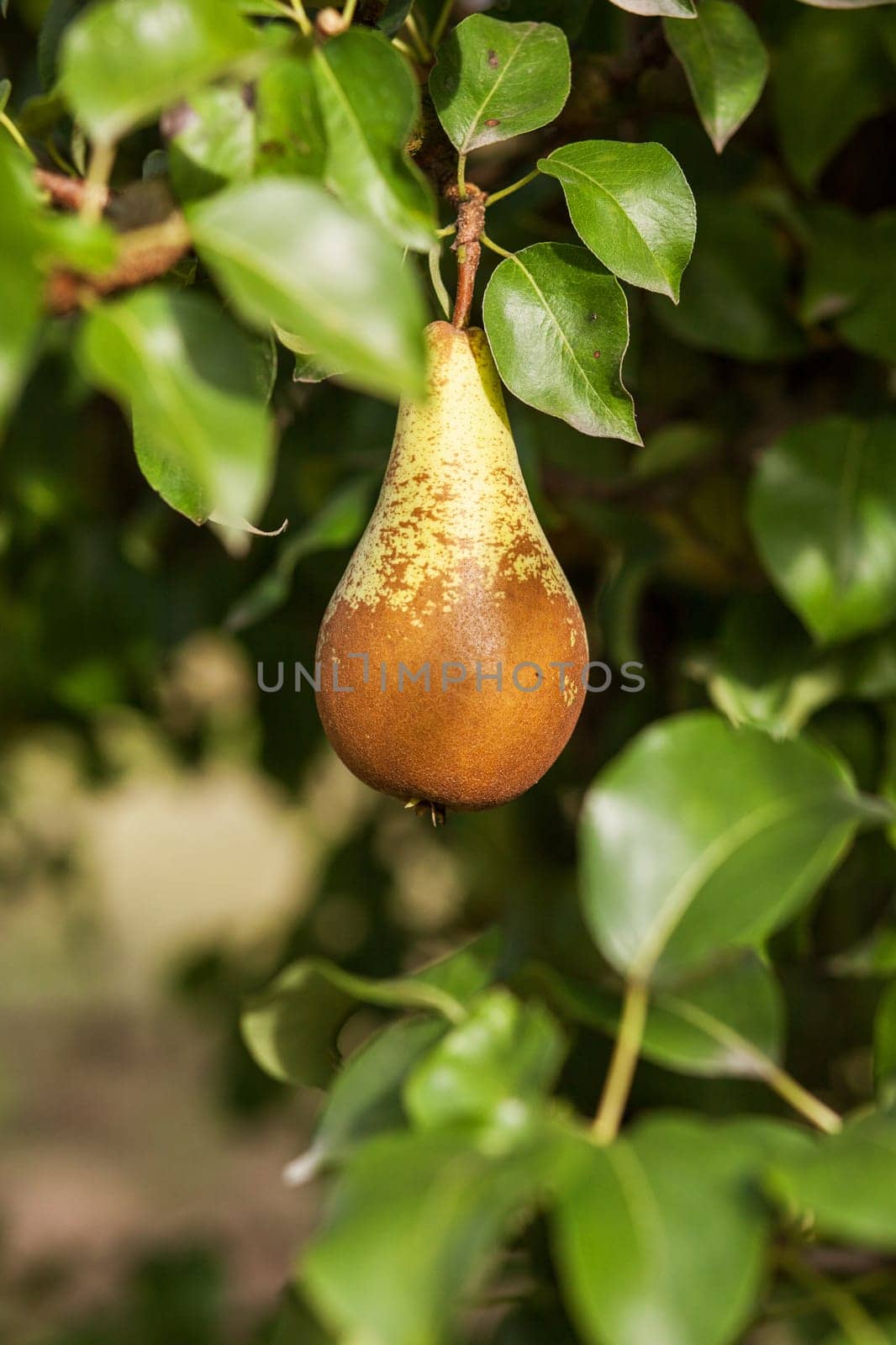 Pear in apple tree