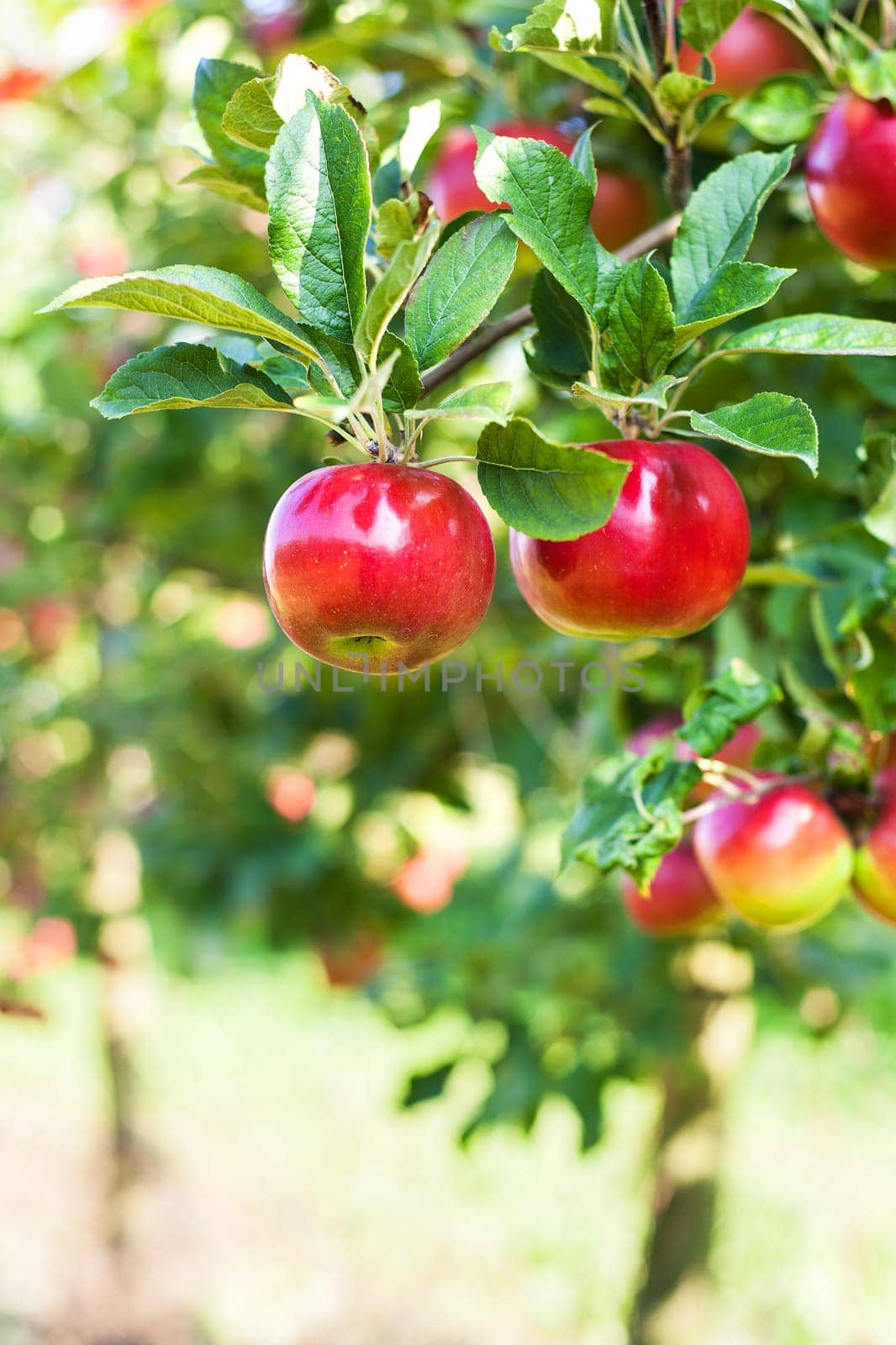 Apples in apple tree