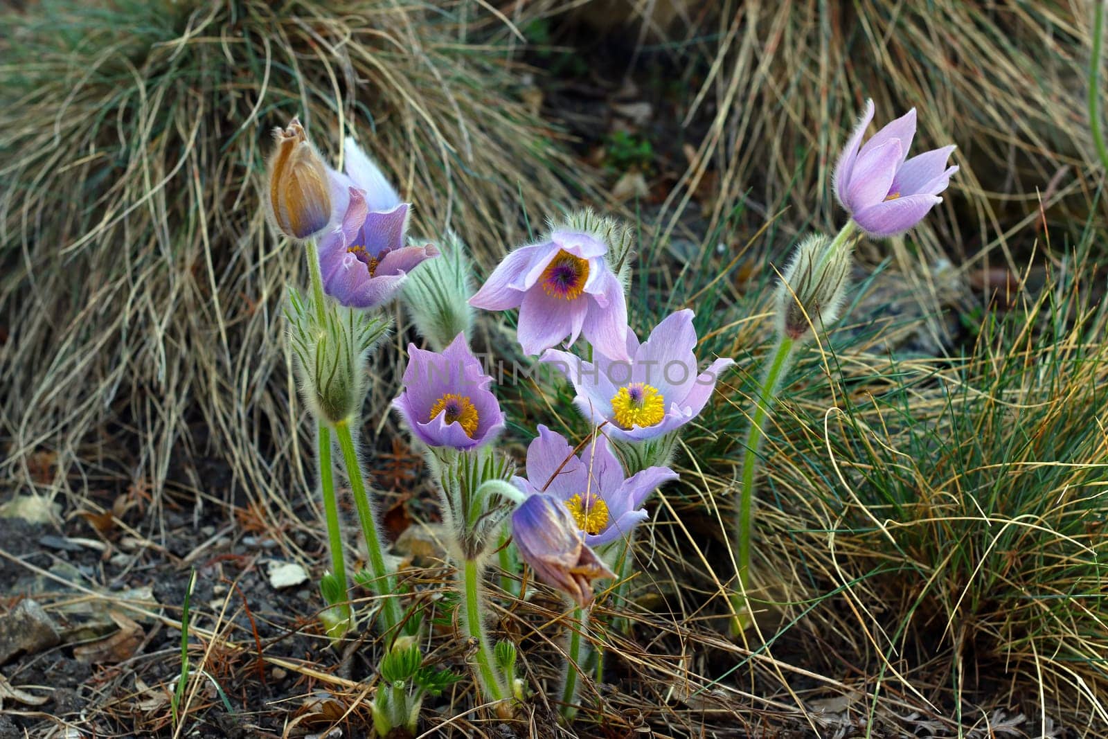 Detail of the pasqueflower - pasque anemone