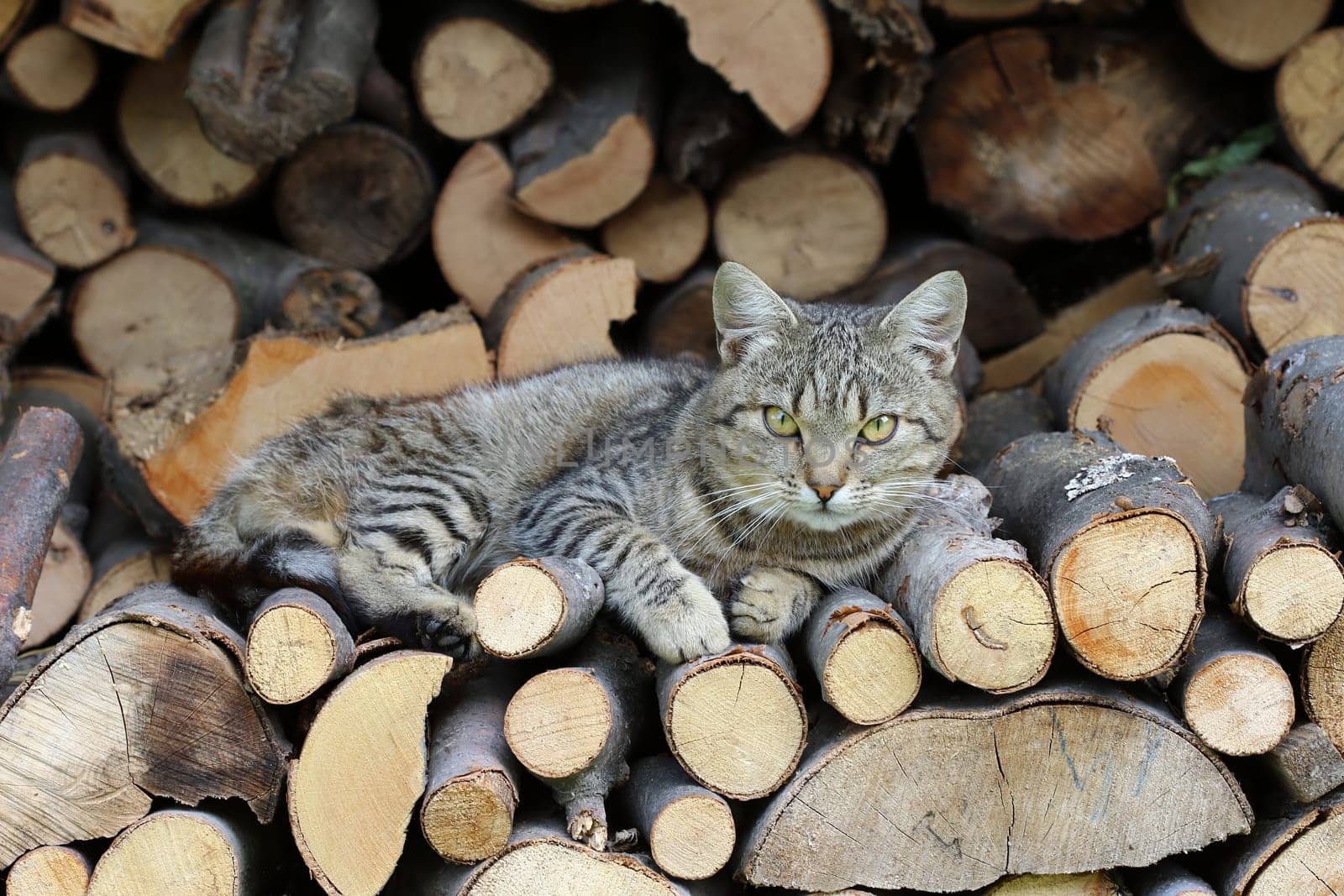Detail of the cat resting on a heap of logs
