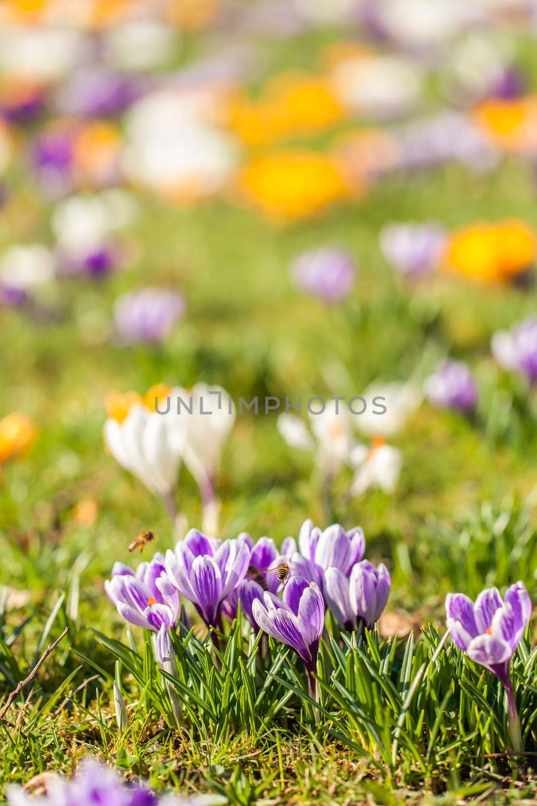 Crocus meadow - Crocus - in a detail - focus in the lower third - bee