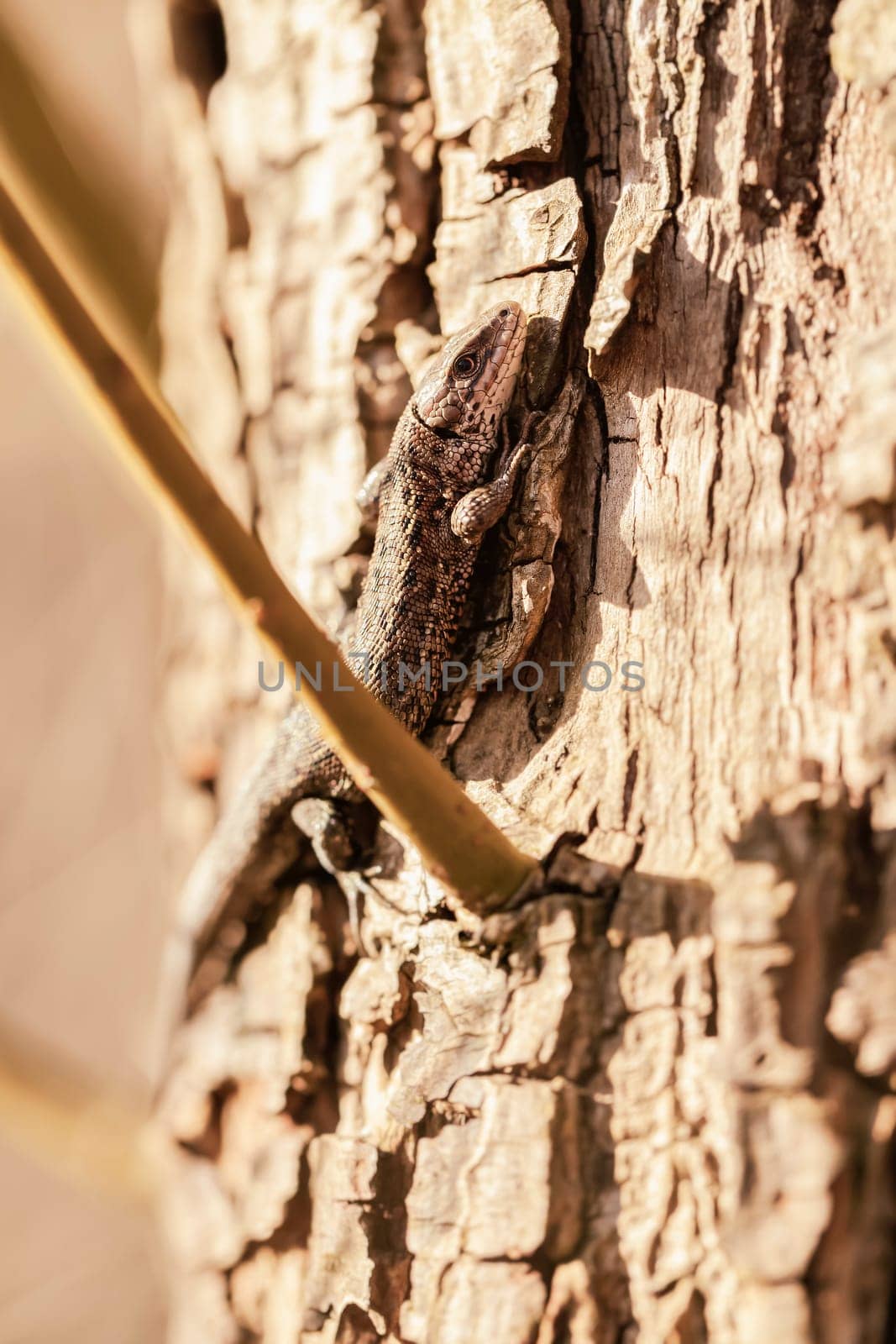 Forest lizard - Zootoca-vivipara on a tree trunk - while sunbathing - macro image