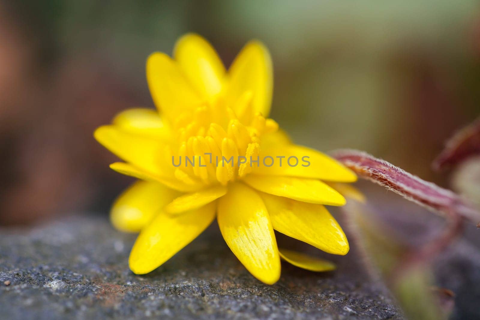 Scharbockskraut - Ranunculus ficaria in a macro image