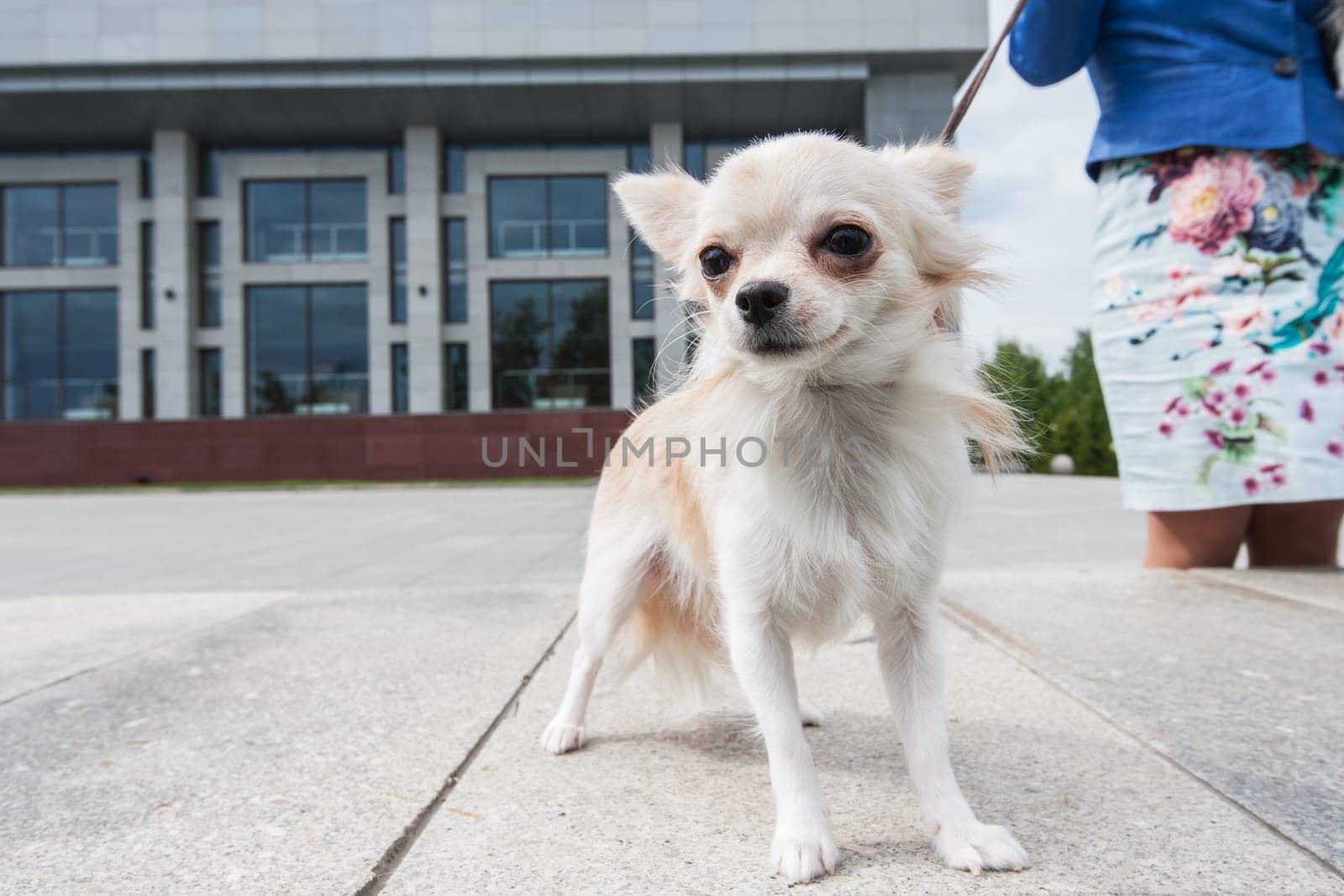 walking with chihuahua puppy on the city background