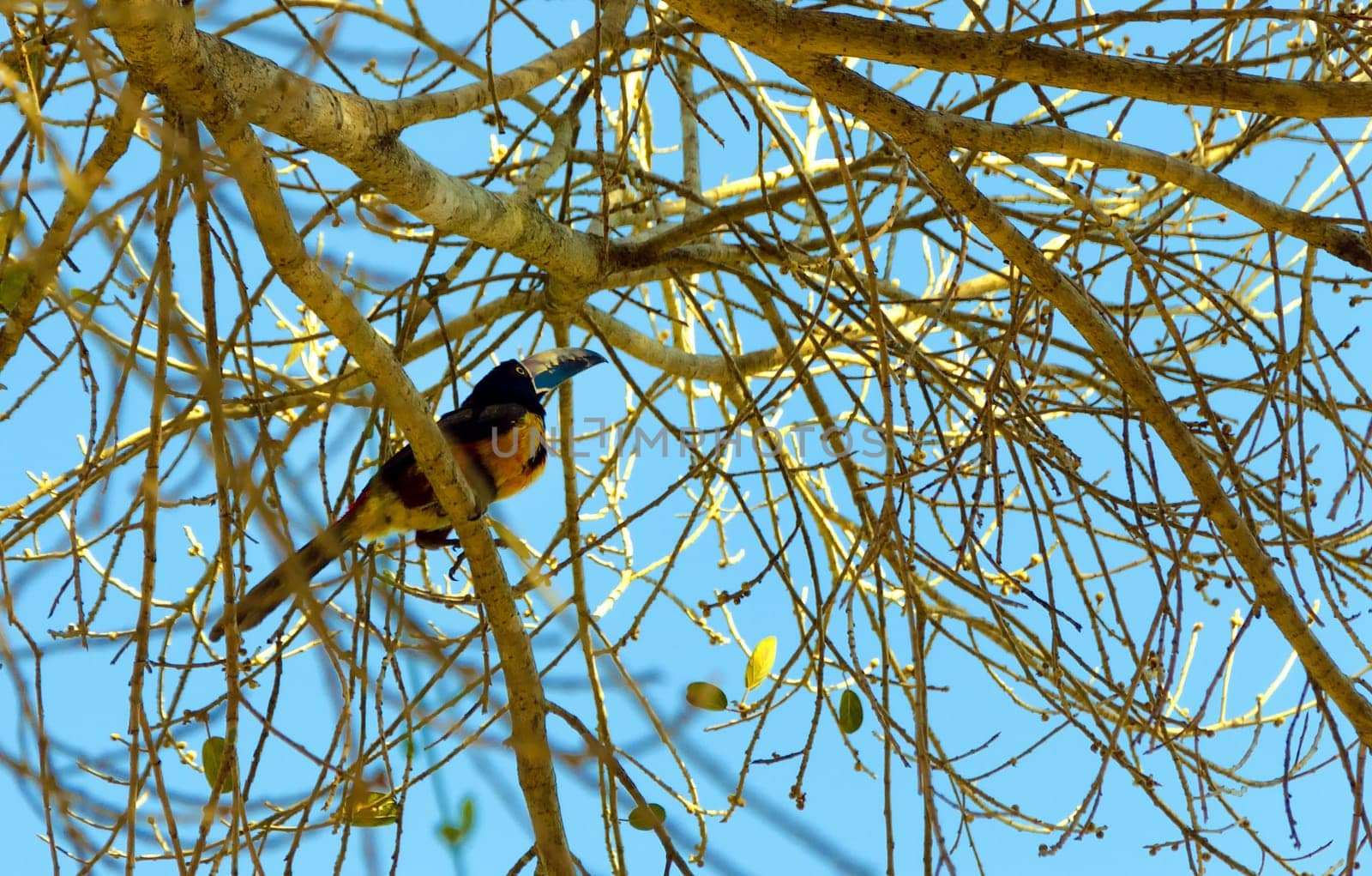 Aracari Toucan in Mexico near Xpujil, Campeche