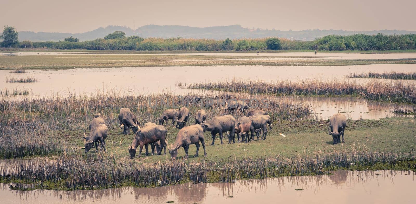 Herd of water buffalo in Talay-Noi Ramsar Sites in Phattalung province , Thailand. Vintage color image