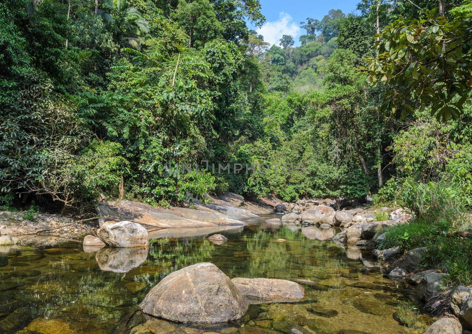 Mountain stream with reflection in green forest at summer time