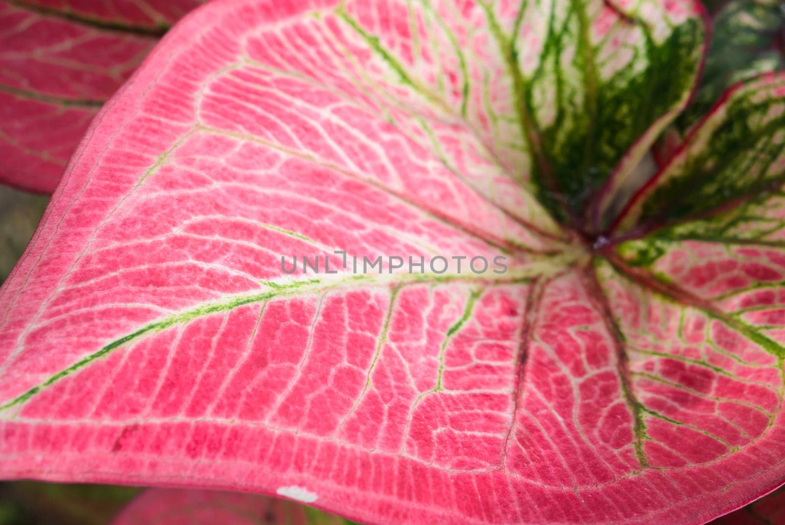 Closeup of caladium leaf texture background. Red leaf with green veins