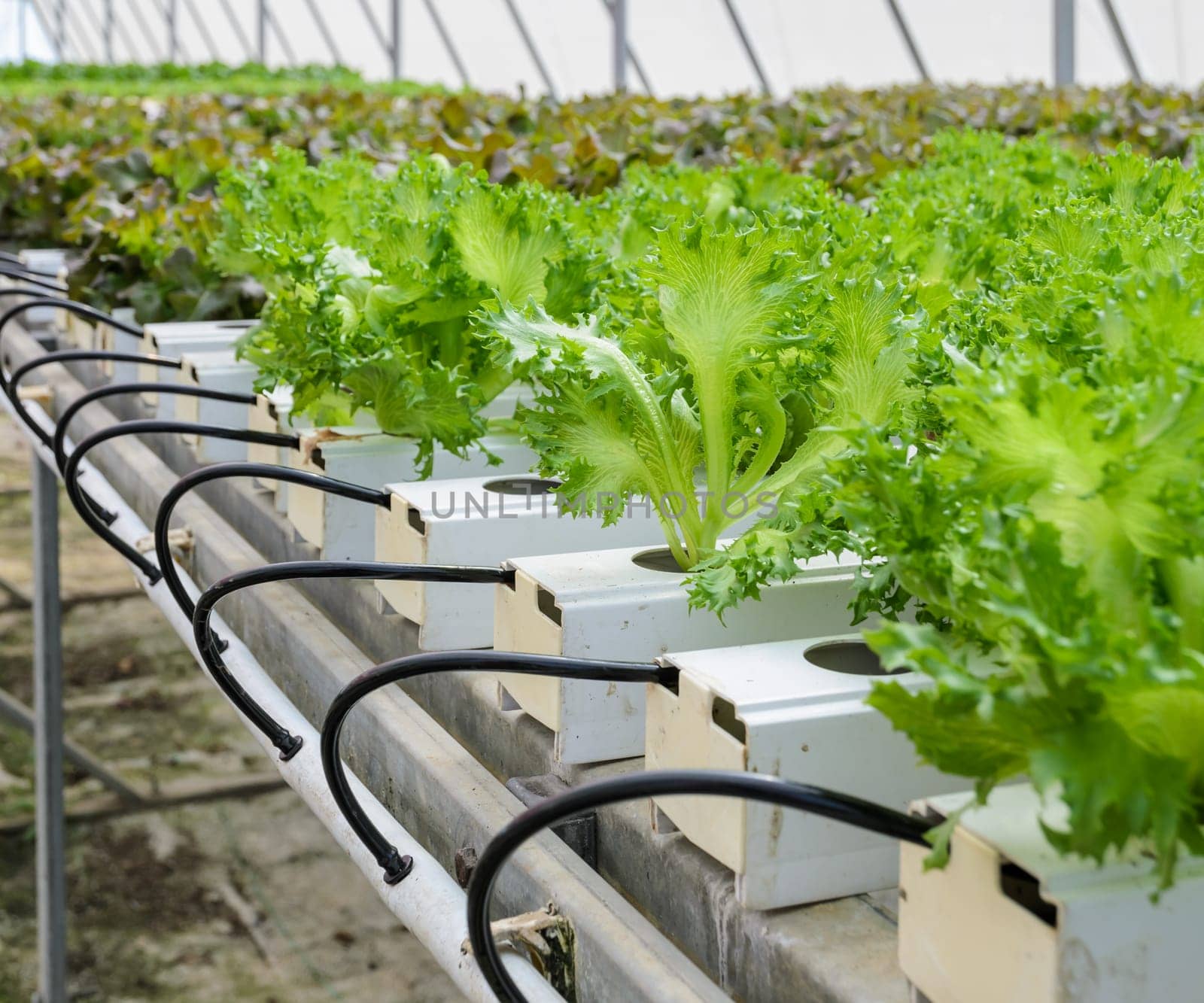 Organic Hydroponic Fillie Iceburg leaf lettuce vegetables plantation in aquaponics system