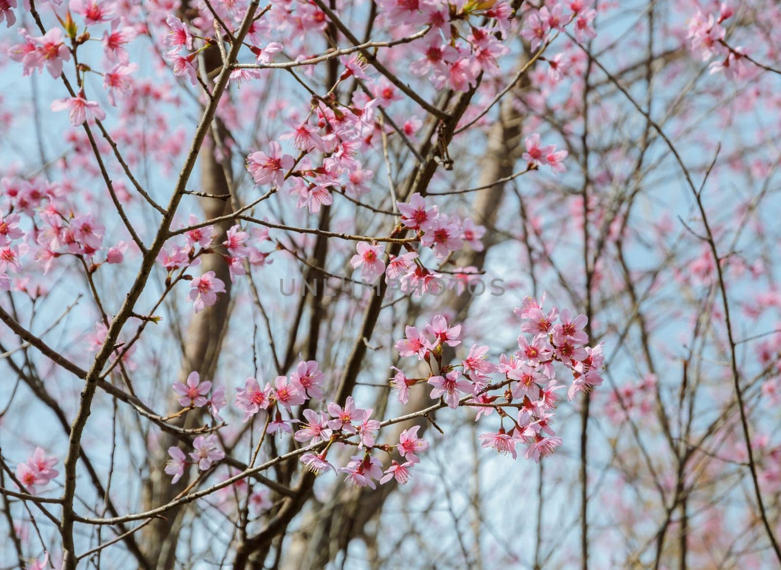 Wild Himalayan cherry flower in blue sky
