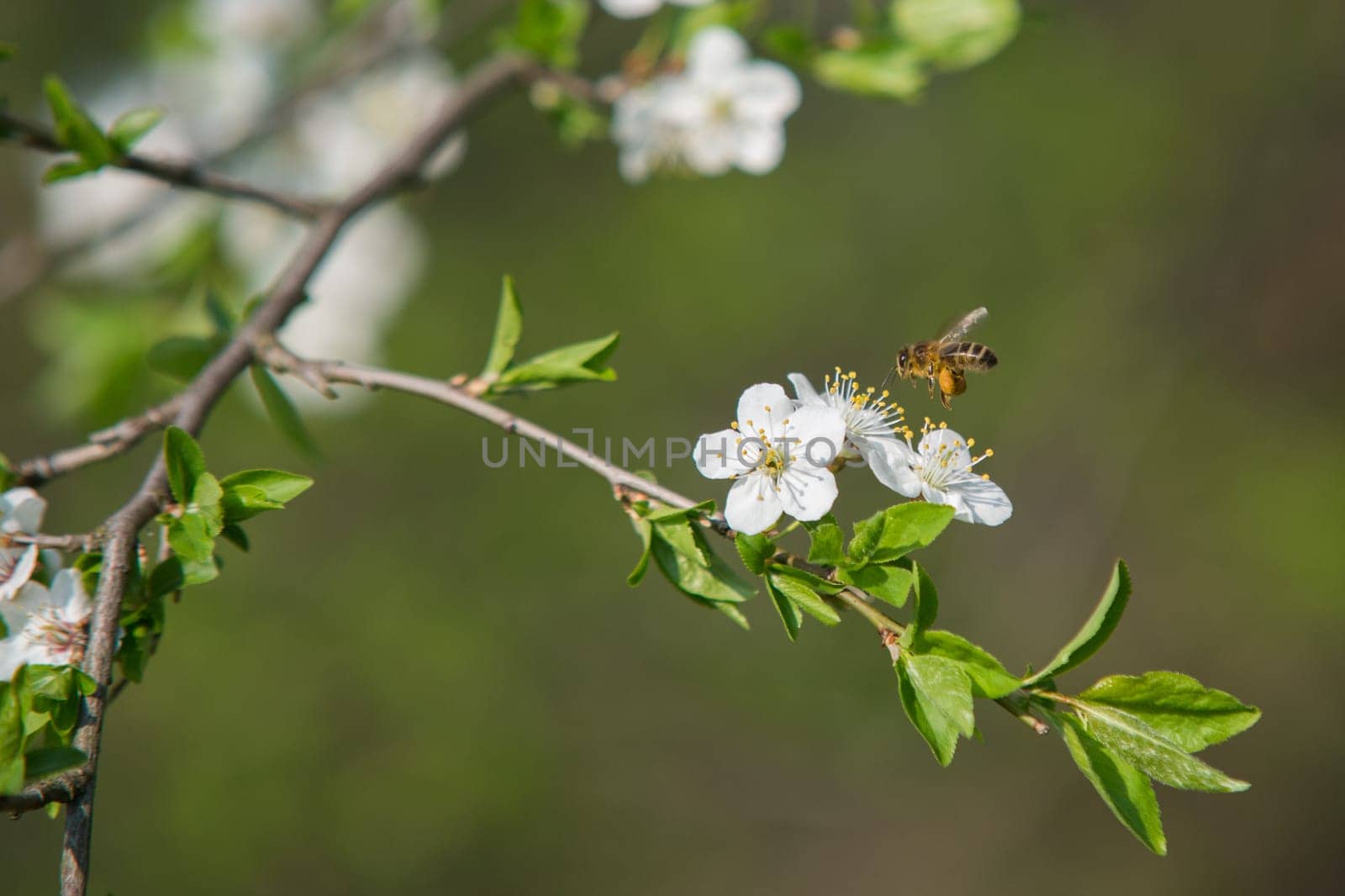 close up on honey bee on the tree flower