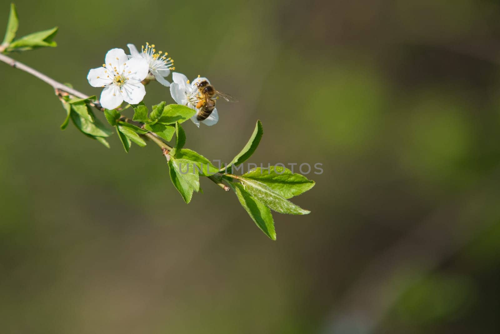close up on honey bee on the tree flower