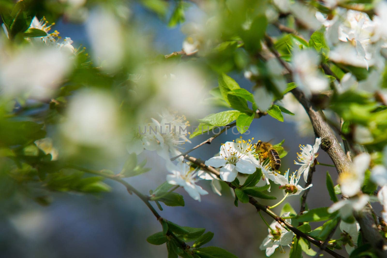 close up on honey bee on the tree flower