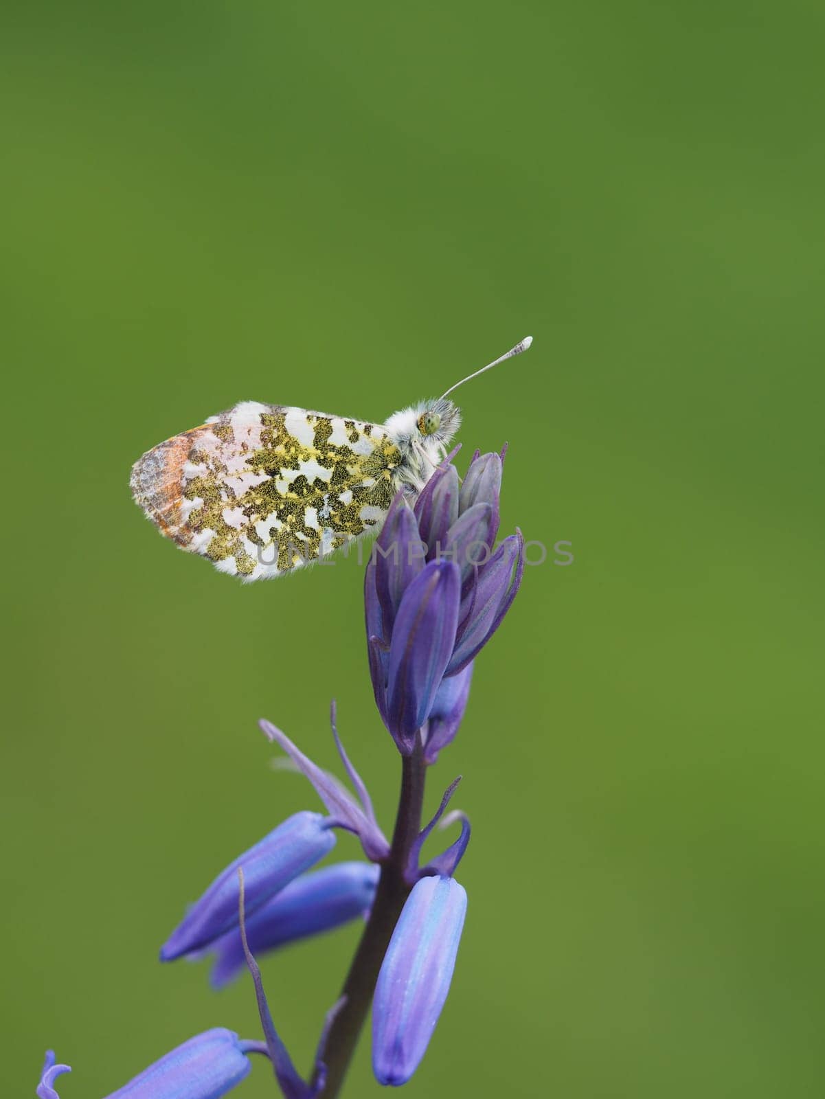 Orange tip