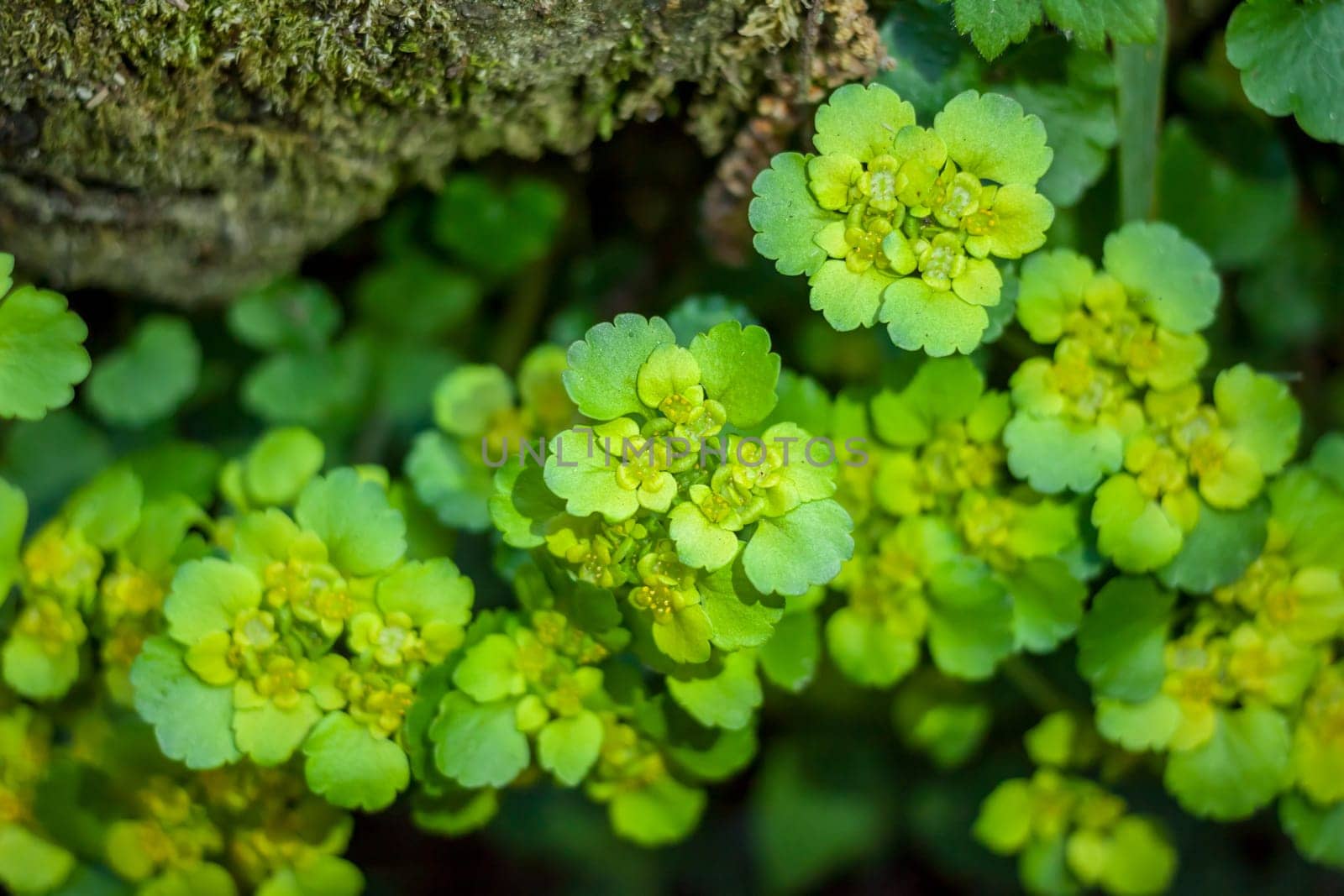 green flat small spring forest plant as background top view