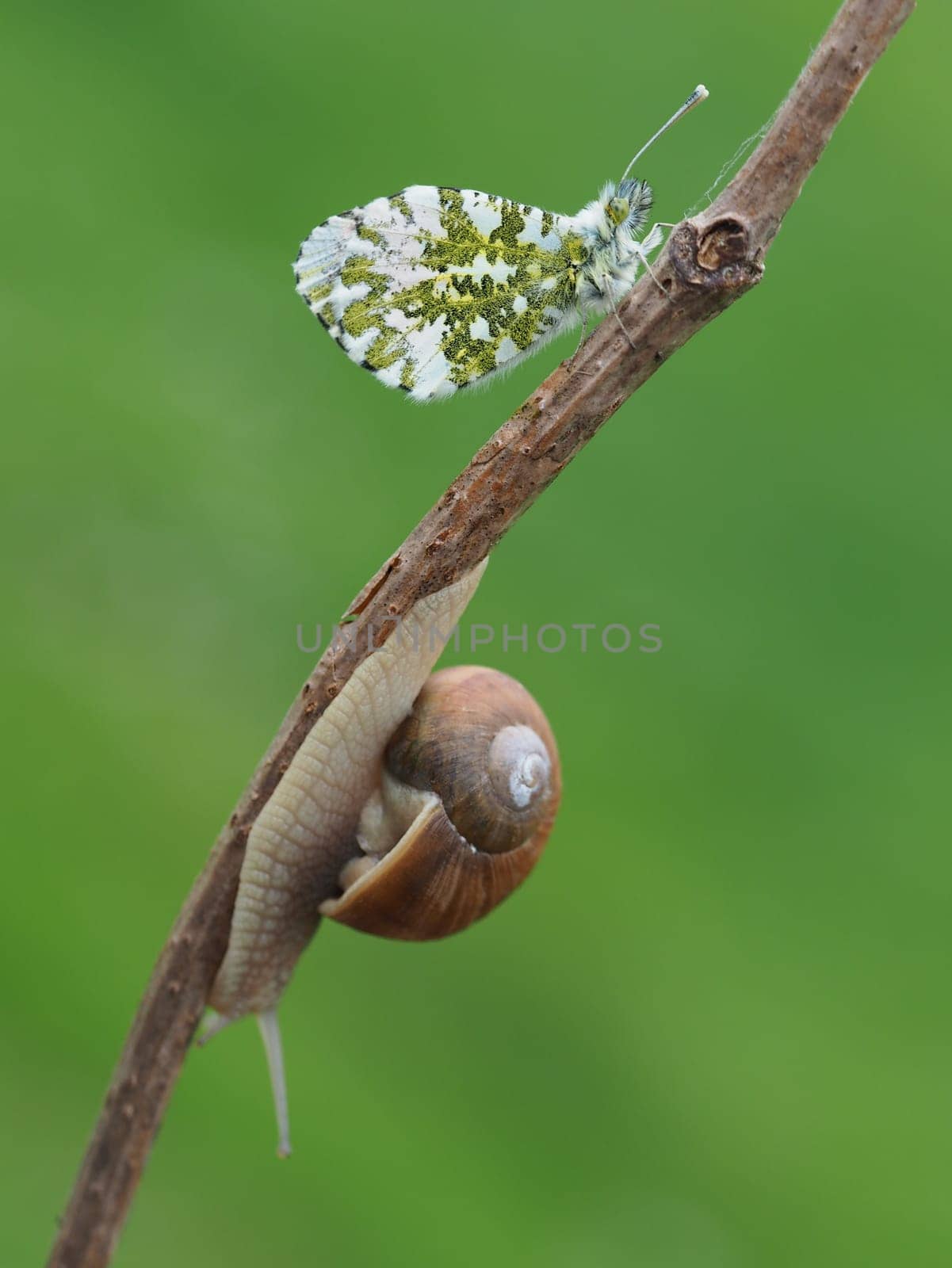 Orange tip
