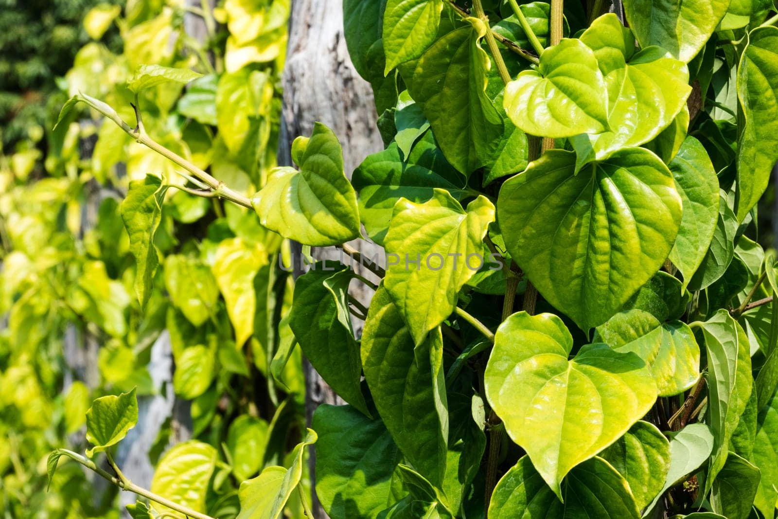 Betel pepper,piper betle leaves as a climbing plant on the plantation