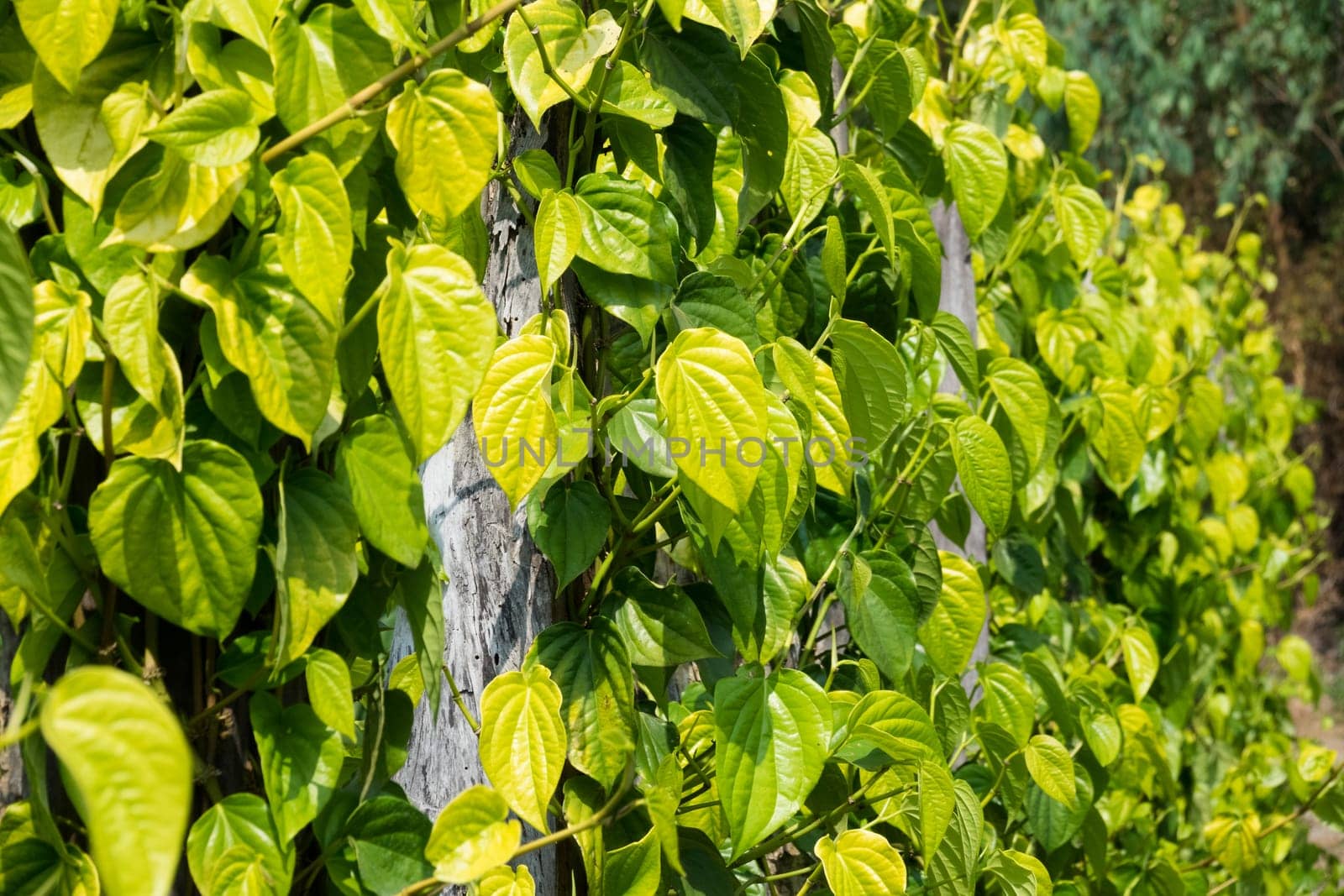 Betel pepper,piper betle leaves as a climbing plant on the plantation
