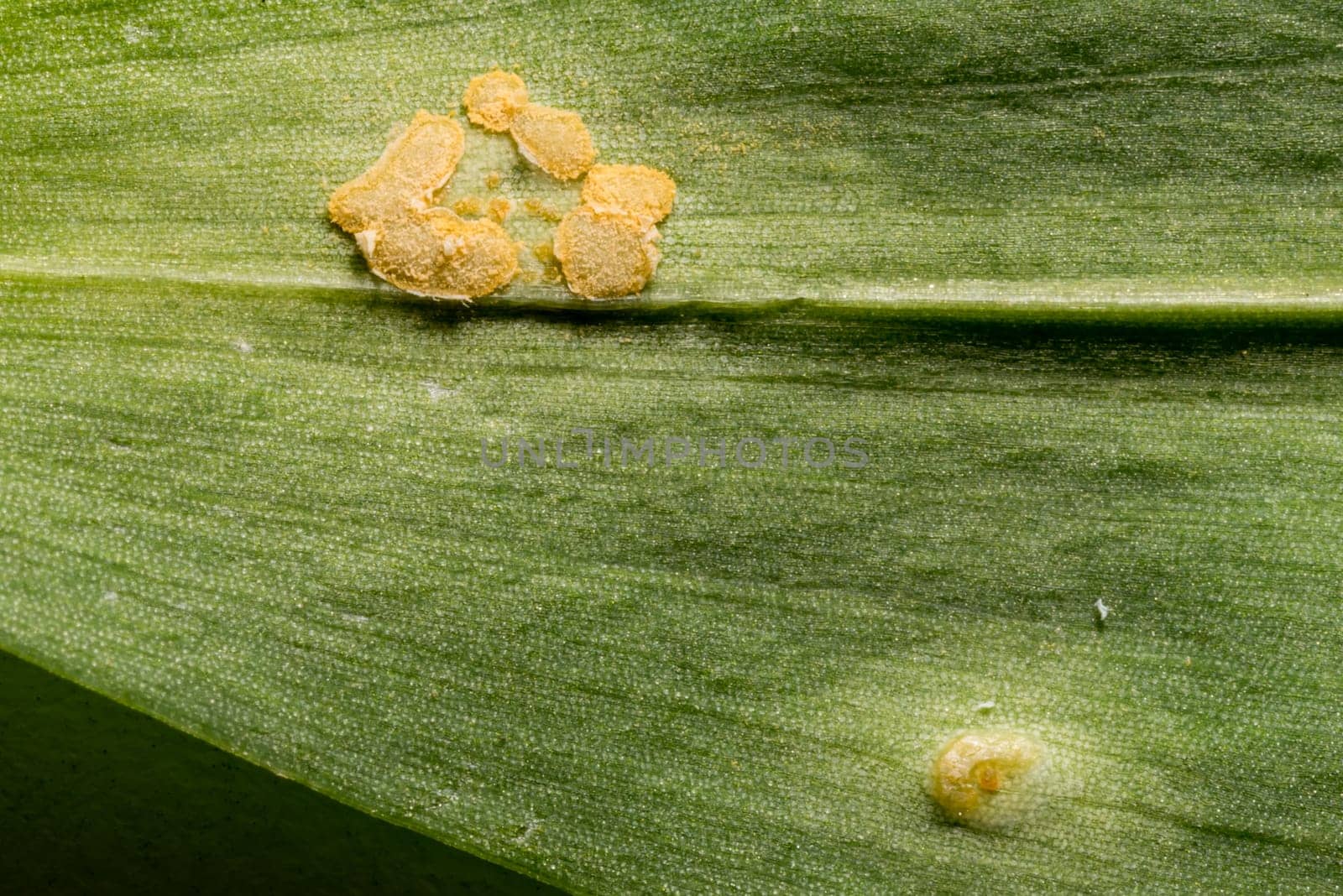 Wild garlic leaf with fungal infestation