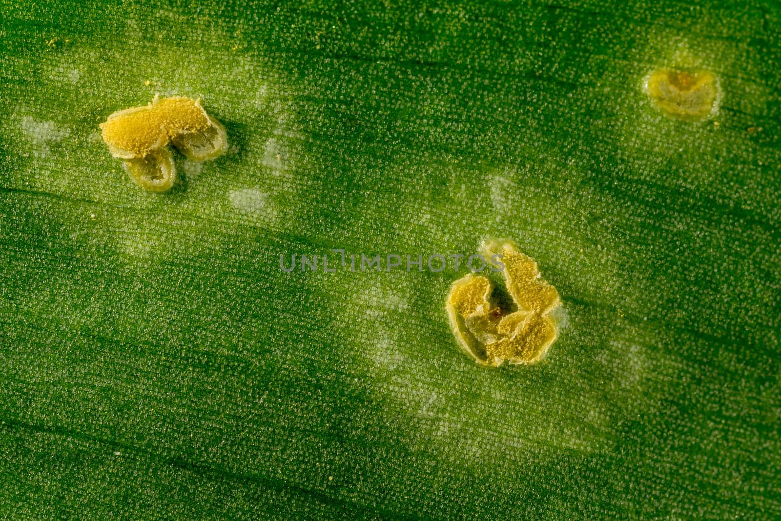 Wild garlic leaf with fungal infestation