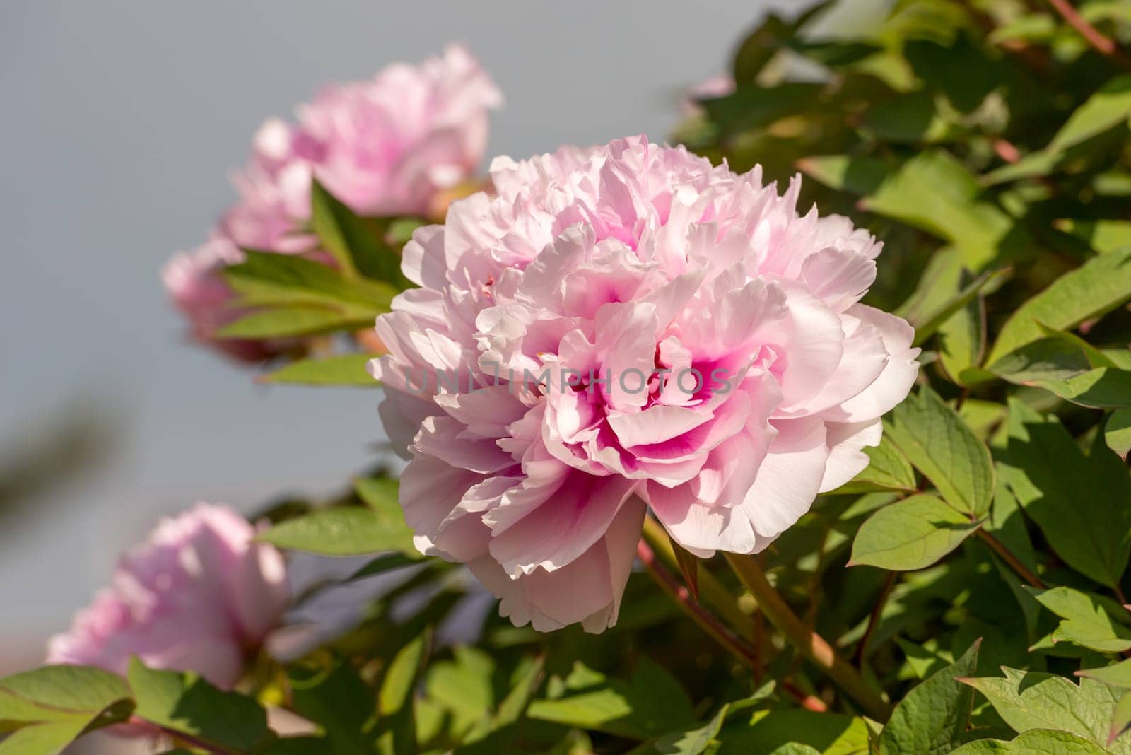 Flowering shrub peonies
