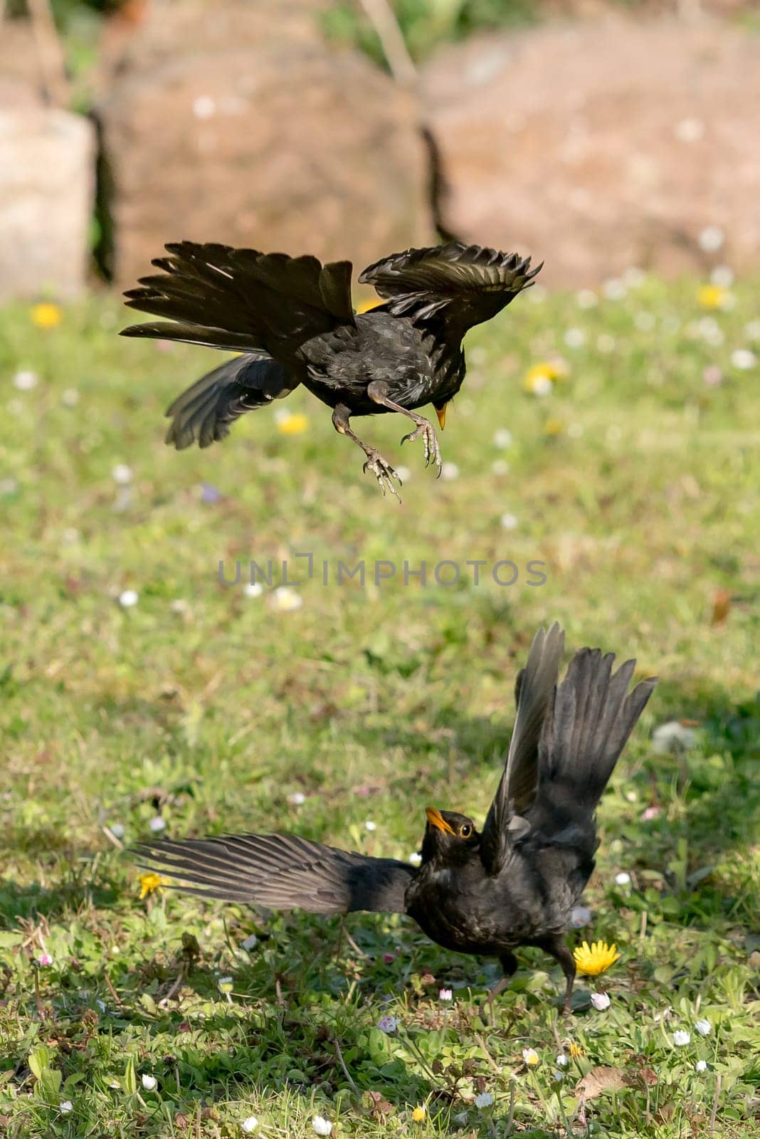 Two male blackbirds in battle