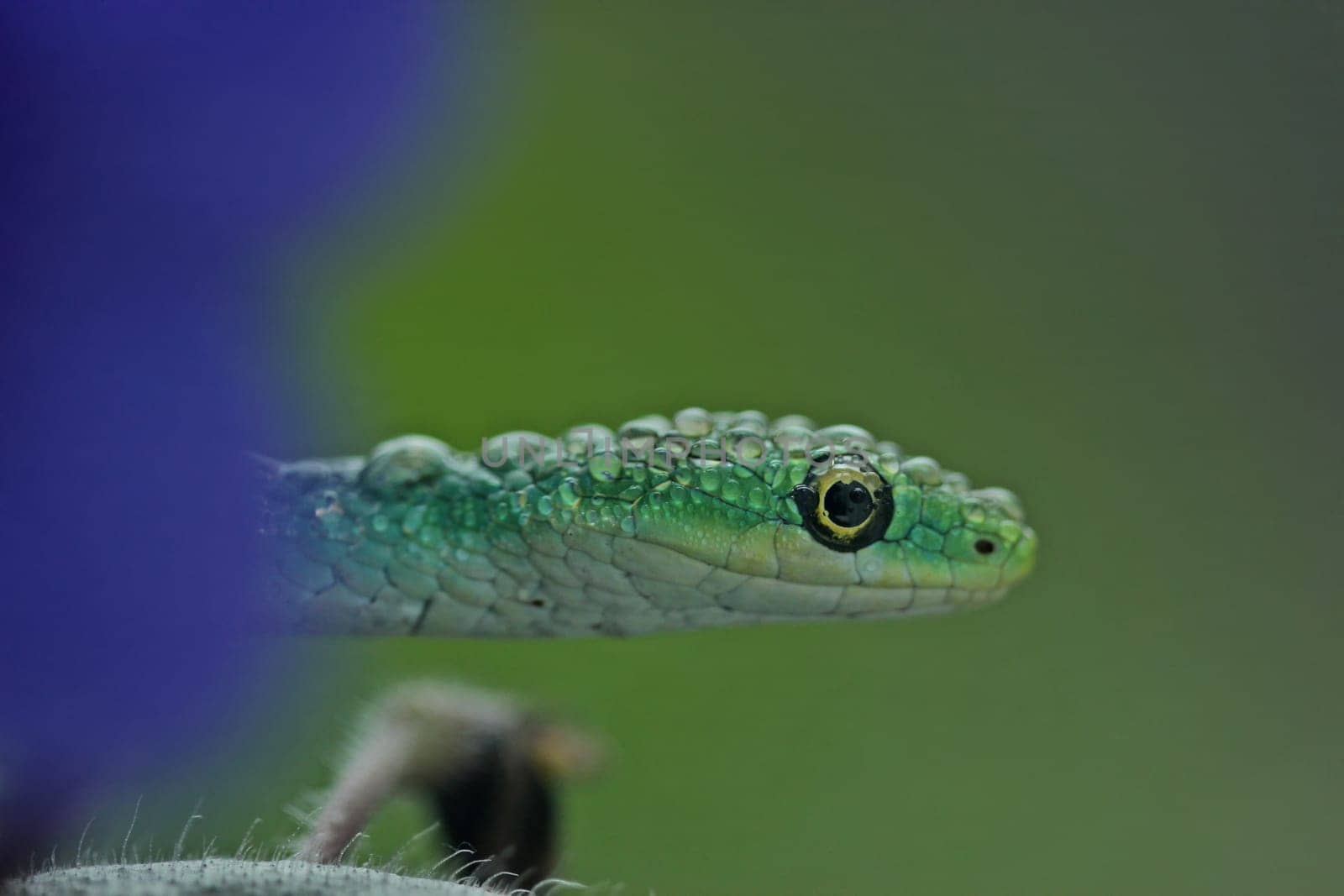 Rough grass snake (Opheodrys aestivus) with water drops on Usambara violets
