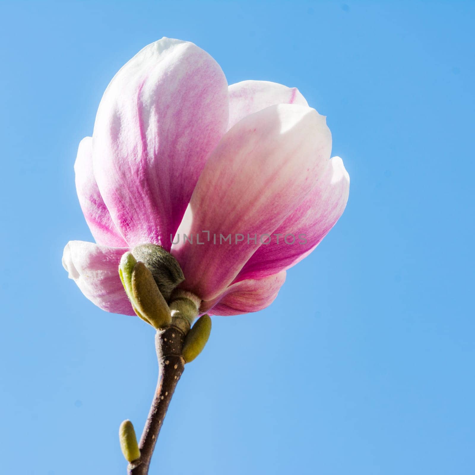 Pink blossom of a magnolia tree
