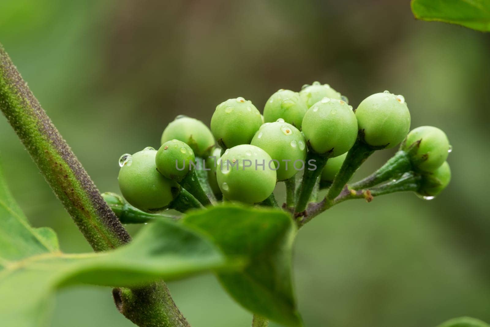 Poka bush,close-up of berries in nature