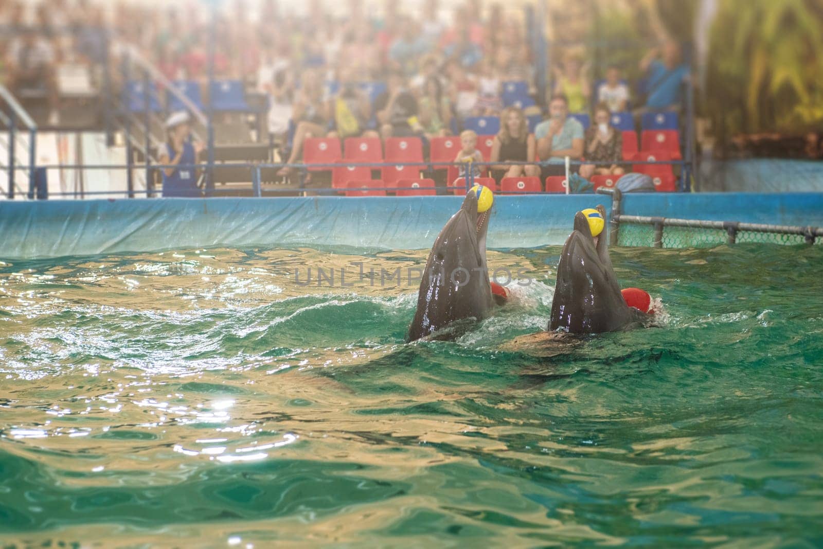 Two dolphins at dolphinarium on performance